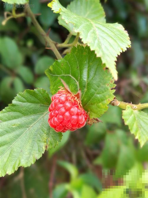 树莓的营养价值与食用功效