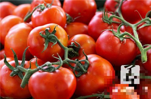 西红柿能降血压吗