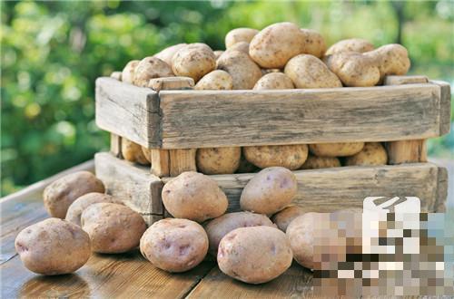怎么防止土豆发芽