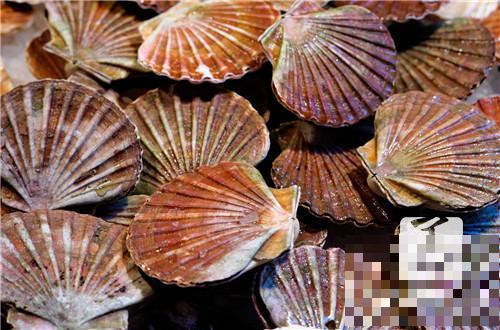 深海牡蛎肽有什么功效