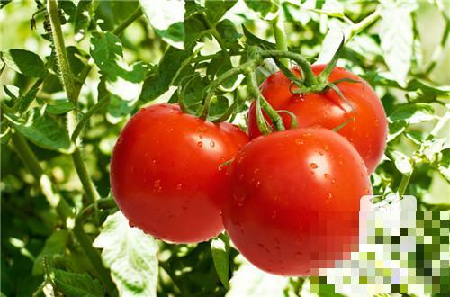番茄与西红柿有何区别？