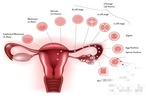 女性输卵管堵塞怎么引起的？