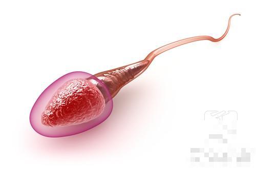 排卵期精子少会怀孕吗