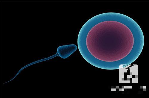试管婴儿冻胚和鲜胚哪个成功率高