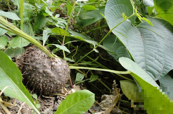 黄药子的功效与作用