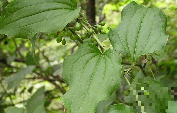 牛尾菜的营养价值与功效 牛尾菜的药用价值