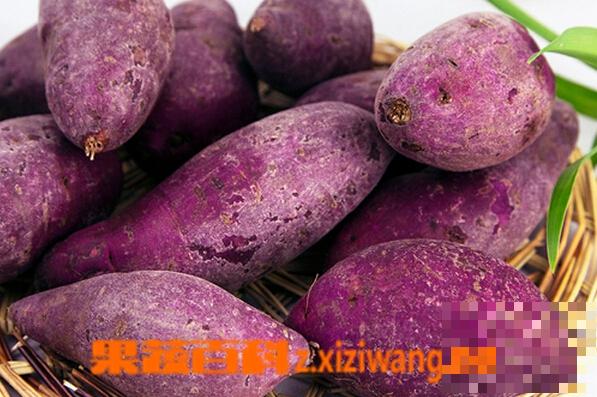 紫红薯是转基因吗 紫红薯的营养价值
