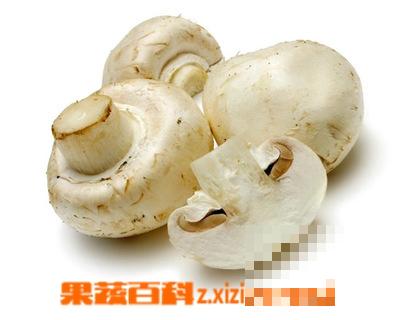 怎么辨别蘑菇是否有毒