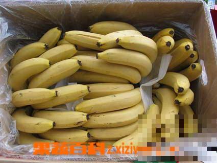 怎么识别香蕉是药催熟的