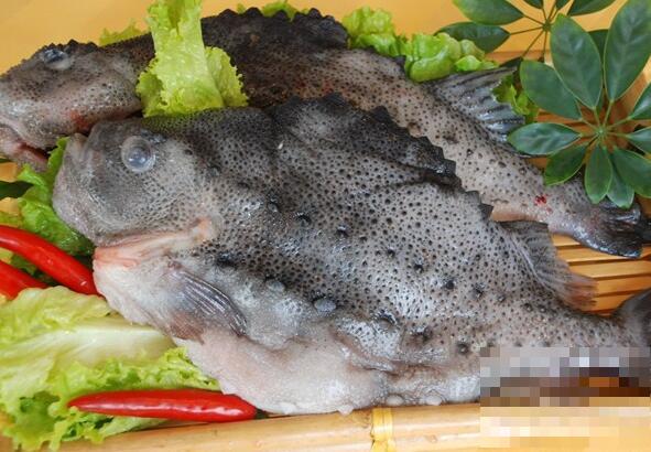 海参斑鱼的营养价值与功效
