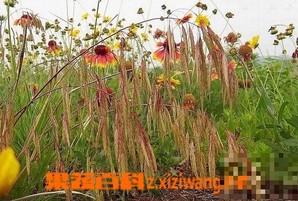 野燕麦的功效与作用及食用方法 野燕麦的营养价值