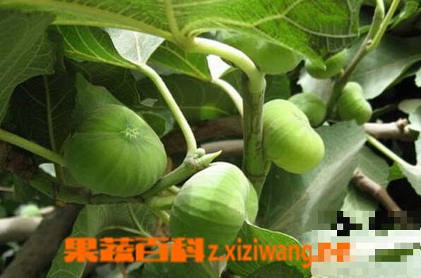 无花果什么时候成熟 无花果叶子能治痔疮吗