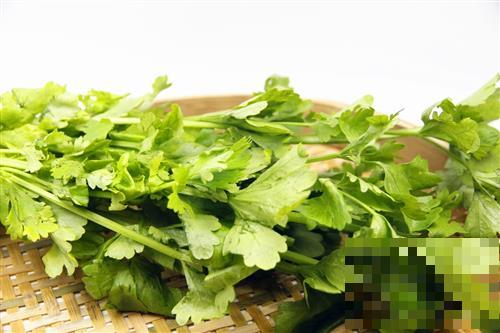 吃芹菜别丢弃叶子，芹菜叶的营养比茎高