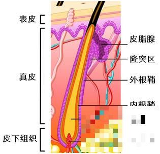 头发长会和胎儿抢营养吗 怀孕可以留长发吗