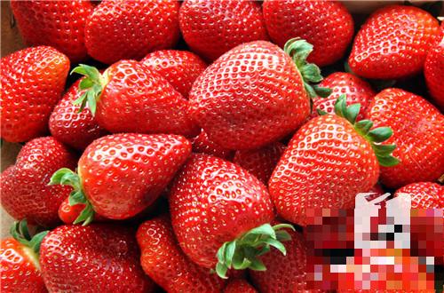 怀孕草莓能吃吗