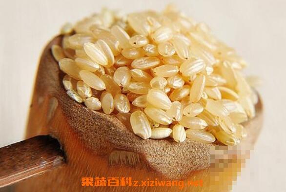 糙米的功效与作用及食用方法