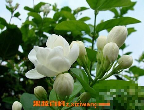 茉莉花的养殖方法与注意事项