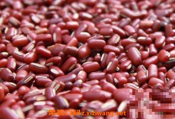 赤小豆的功效与作用及食用方法
