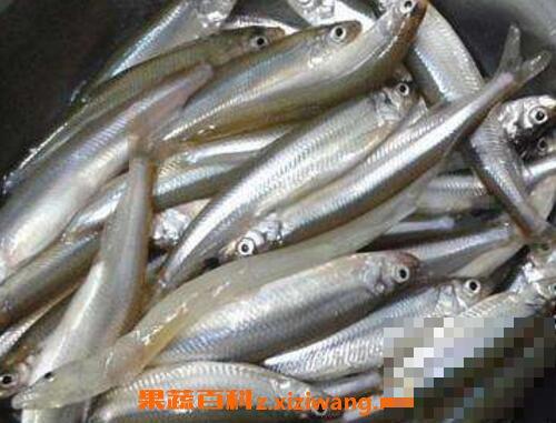 长江子鱼的功效与作用及食用方法