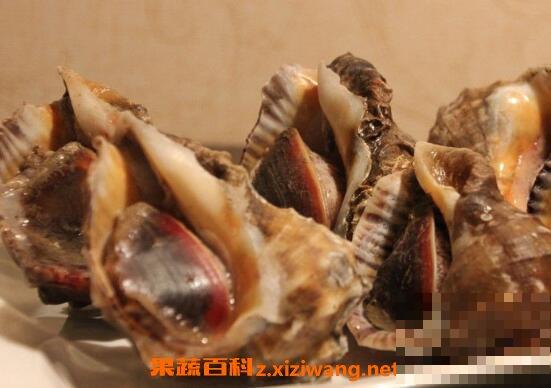 大海螺的功与作用 吃大海螺的好处