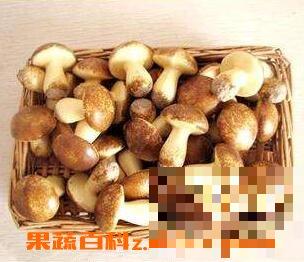 阳光菇的功效和作用 阳光菇的做法步骤教程