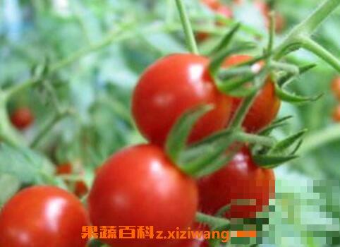 野番茄的功效与作用 野番茄的吃法