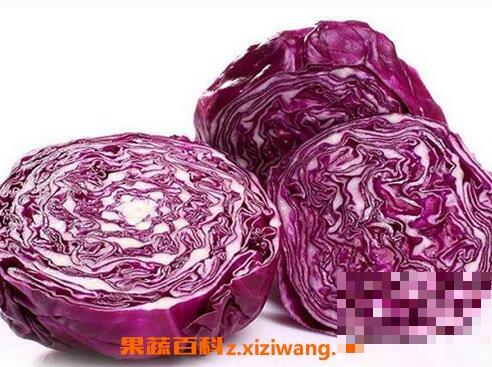 紫心包菜的营养价值 吃紫心包菜的好处