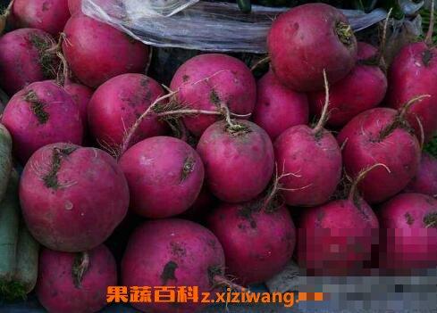 什么是雌性红萝卜 雌性红萝卜的功效与作用