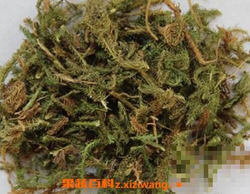 伸筋草泡水喝的药用价值与禁忌