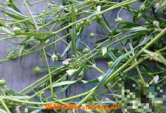 白花蛇舌草的功效与作用 白花蛇舌草的药用价值
