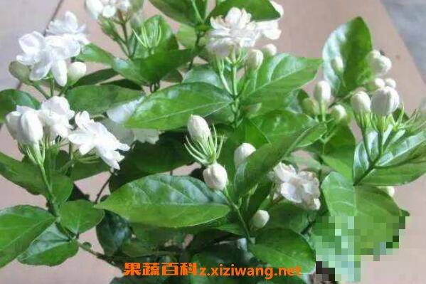 茉莉花怎么养 茉莉花的养殖方法及注意事项