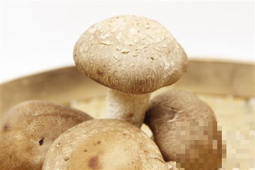 香菇被称为“山珍之王” 冬季进补一定要吃它