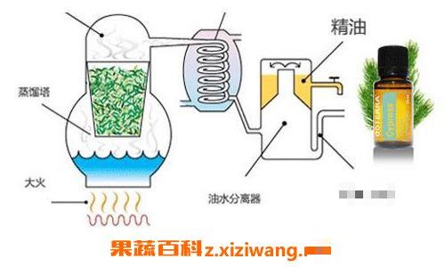 基础油和精油的区别