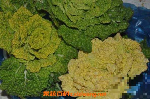 黄心菜的功效与作用