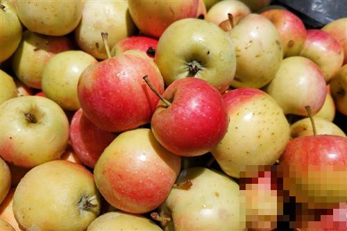 海棠果与苹果是同一种水果吗？