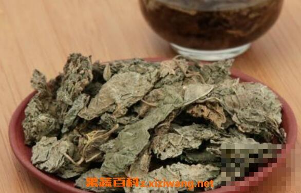 干紫苏叶的功效与作用及食用方法