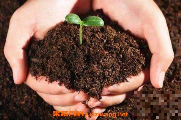营养土如何做 营养土的制作方法
