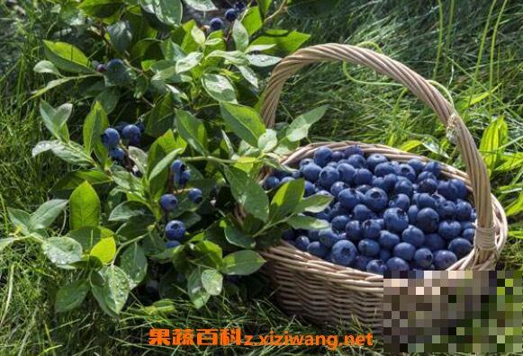 蓝莓怎么吃 蓝莓的正确吃法