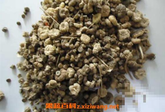 蜀葵子的功效与作用 蜀葵子的药用价值