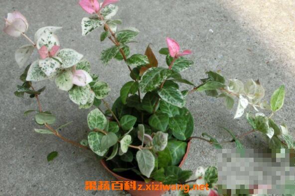 花叶络石怎么养 花叶络石的养殖方法