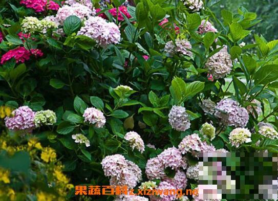 绣球花如何养 绣球花的养殖方法和注意事项