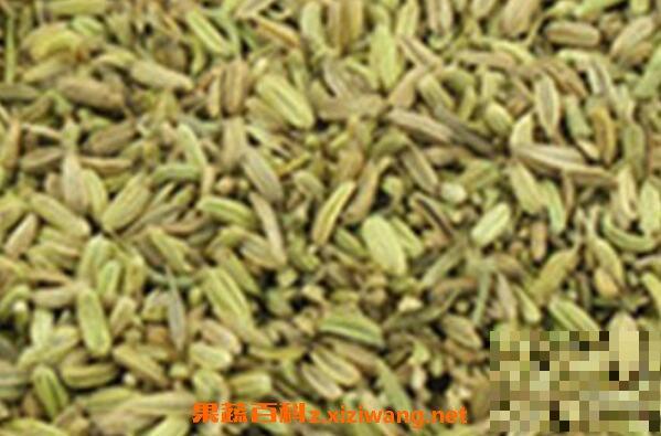 怎样炒茴香籽 茴香籽的功效与作用