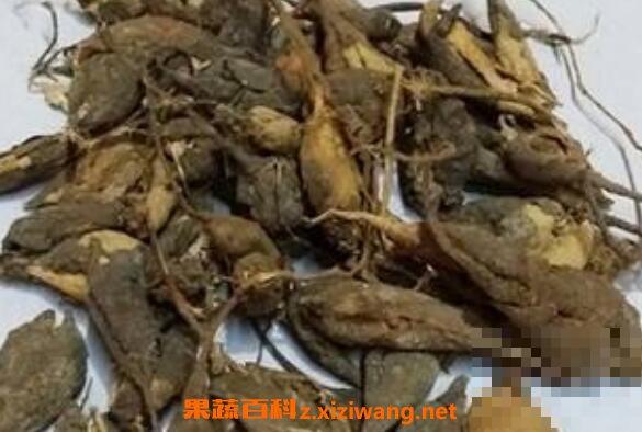 猪仔笠的功效与作用 猪仔笠还有什么名称