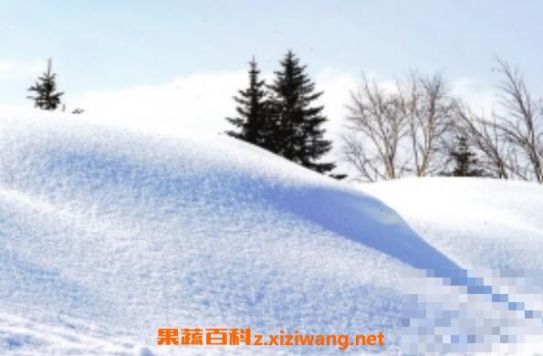 雪的功效与作用 雪的用途有哪些