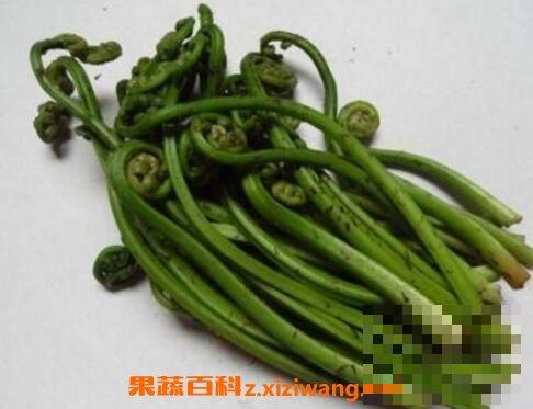 新鲜蕨菜怎么保存 蕨菜的保存方法