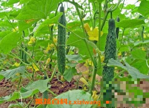 6月适合种植什么蔬菜