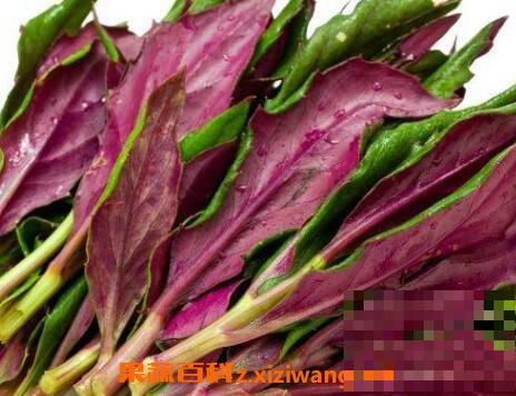 雪皮菜/紫背菜的营养价值与常见吃法