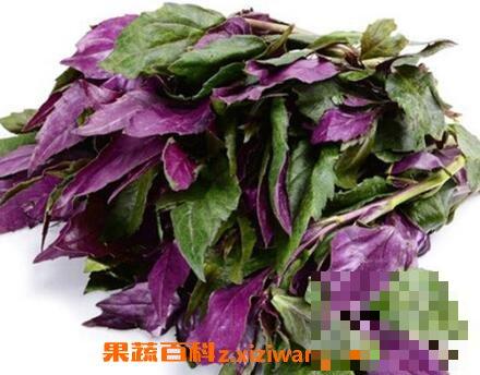 雪皮菜/紫背菜的营养价值与常见吃法