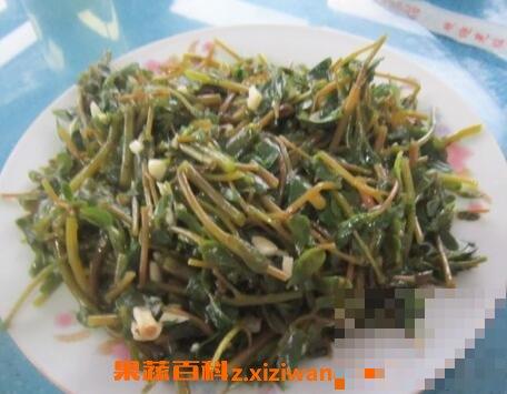 马子菜的功效与作用 吃马子菜的好处