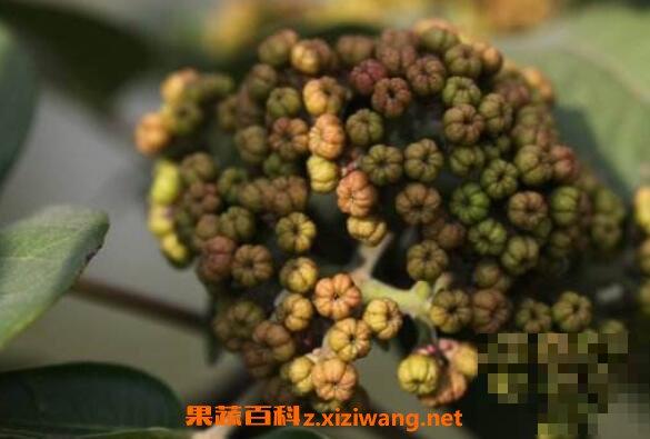 吴茱萸的功效与作用及药用价值